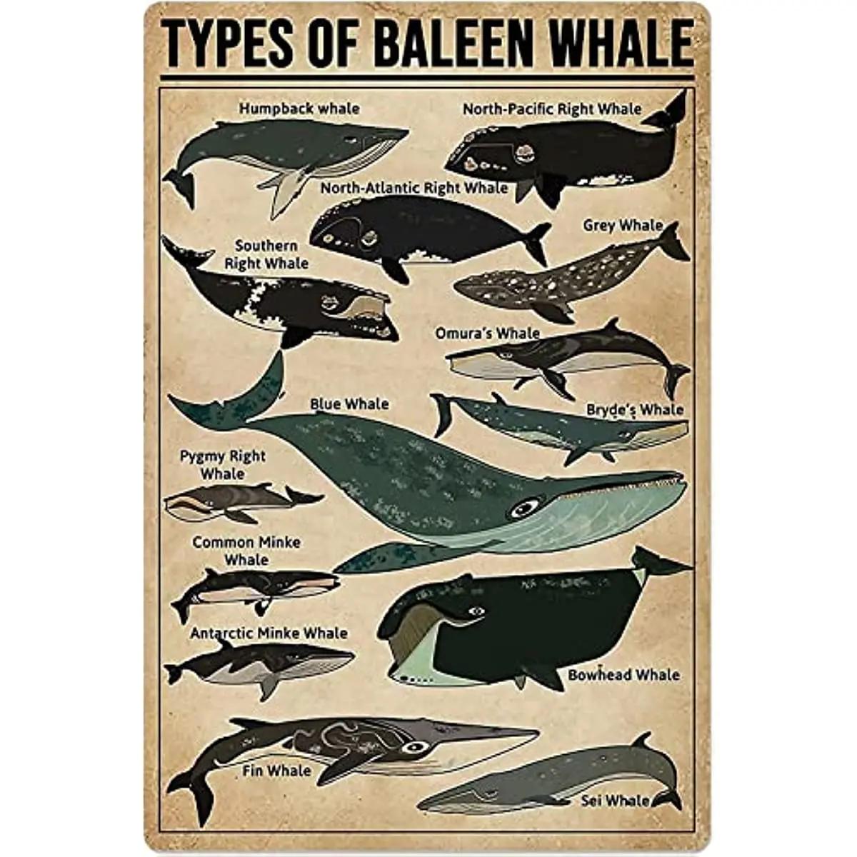   ݼ ּ ΰ  Ƽ , Baleen   ̵,     